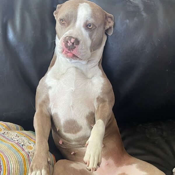 cartel de perro perdido