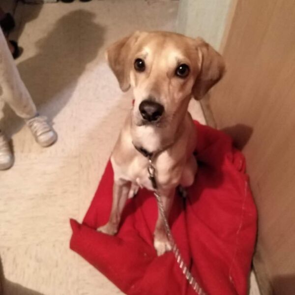 cartel de perro perdido