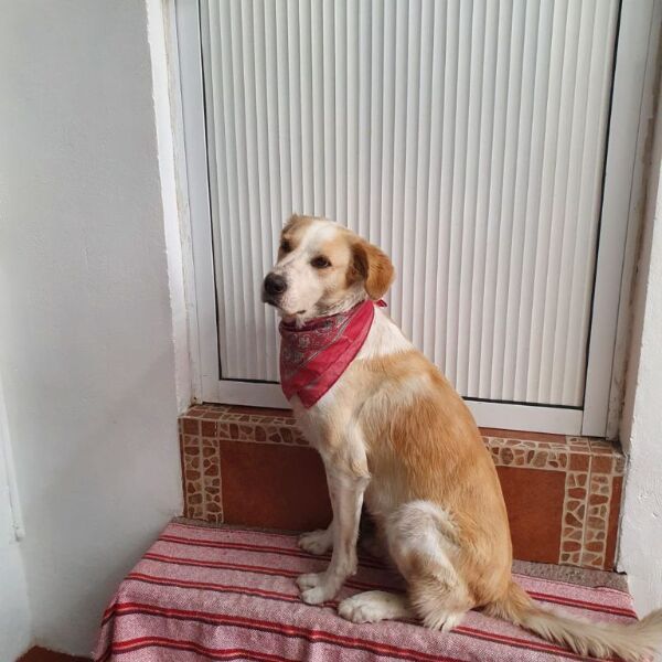 cartel de perro perdido