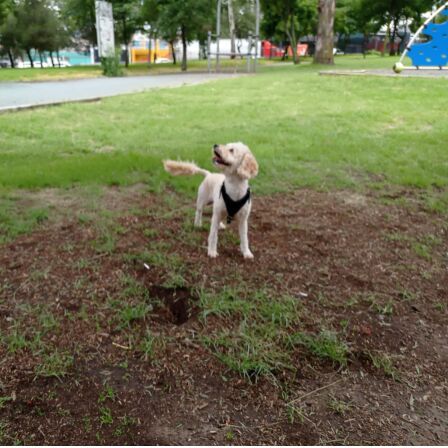 cartel de perro perdido