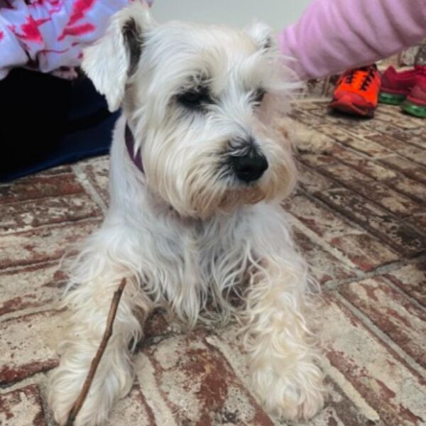 cartel de perro perdido