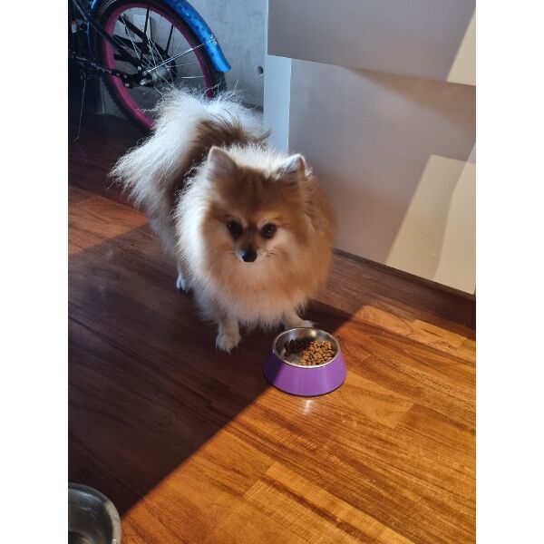 cartel de perro perdido