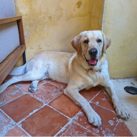 cartel de perro perdido