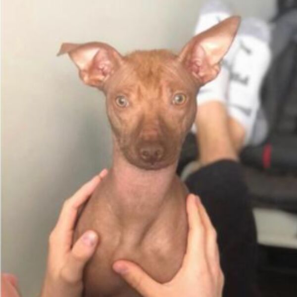 cartel de perro perdido