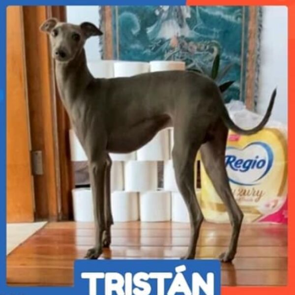 cartel de perro perdido