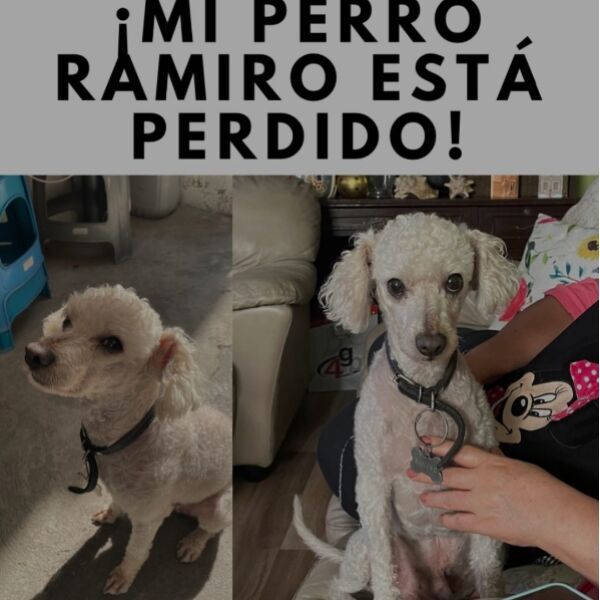 cartel de perro perdido