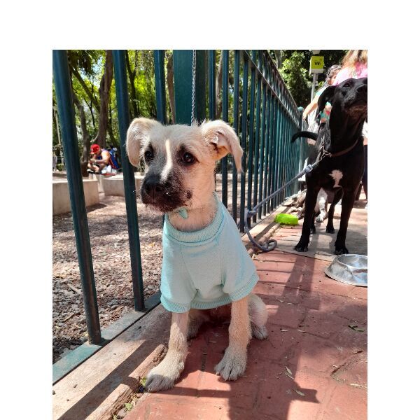 cartel de perro perdido