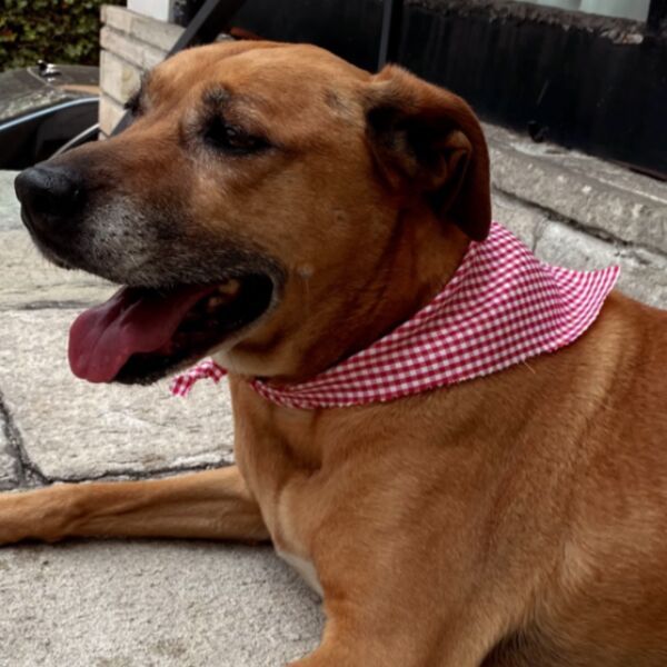 cartel de perro perdido