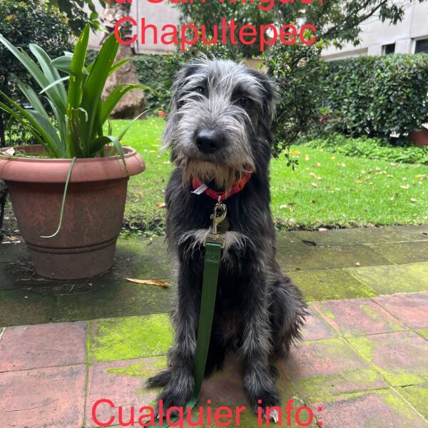 cartel de perro perdido