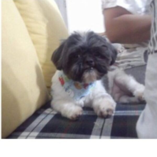 cartel de perro perdido