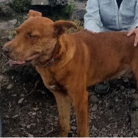 cartel de perro perdido