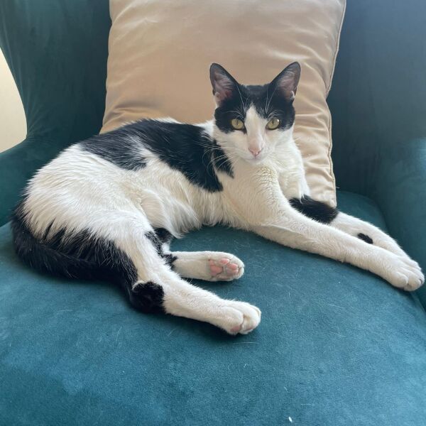 cartel de perro perdido