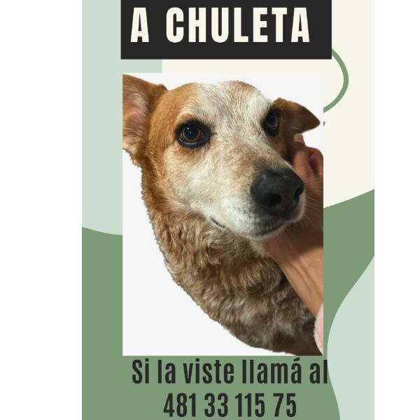cartel de perro perdido