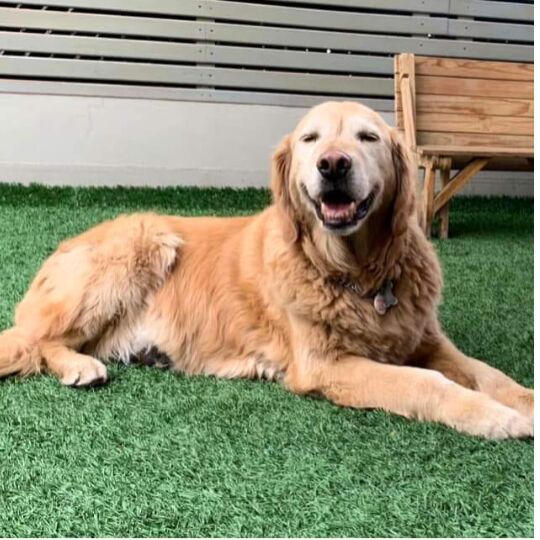 cartel de perro perdido