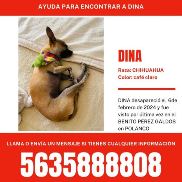 cartel de perro perdido
