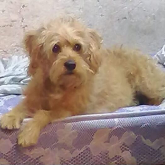 cartel de perro perdido