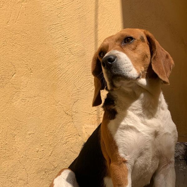 cartel de perro perdido