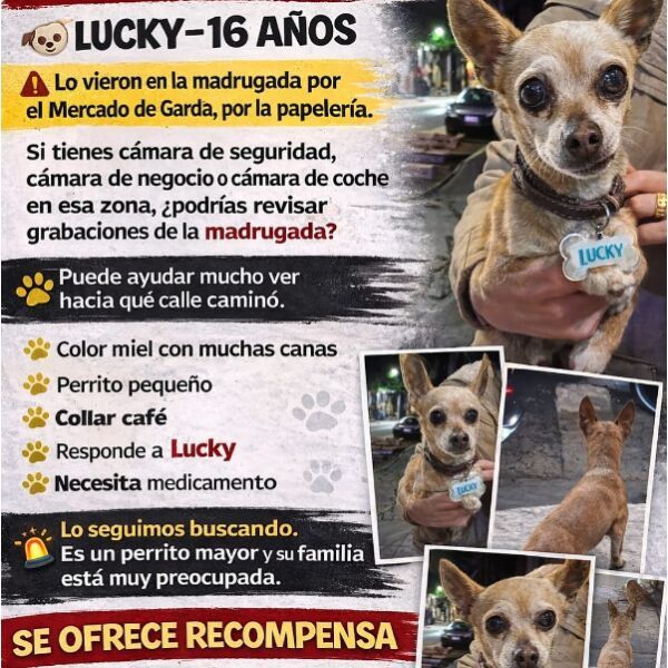 cartel de perro perdido