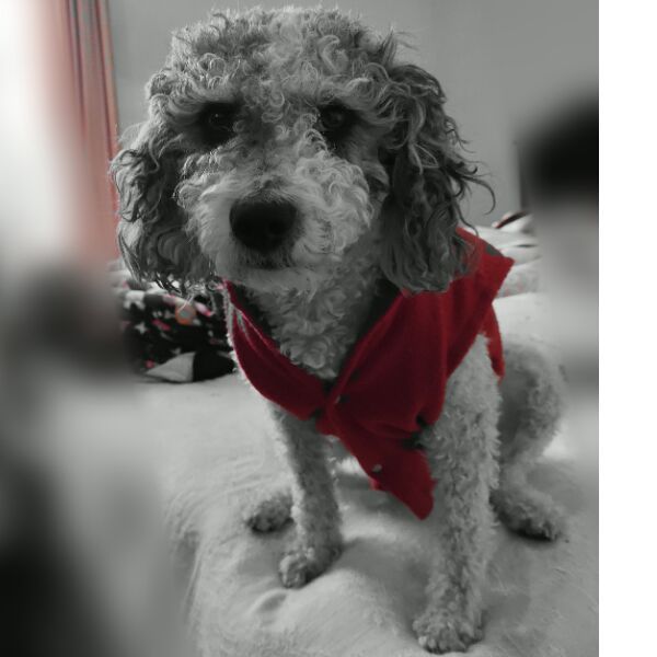 cartel de perro perdido