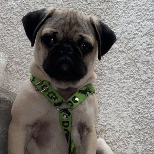 cartel de perro perdido