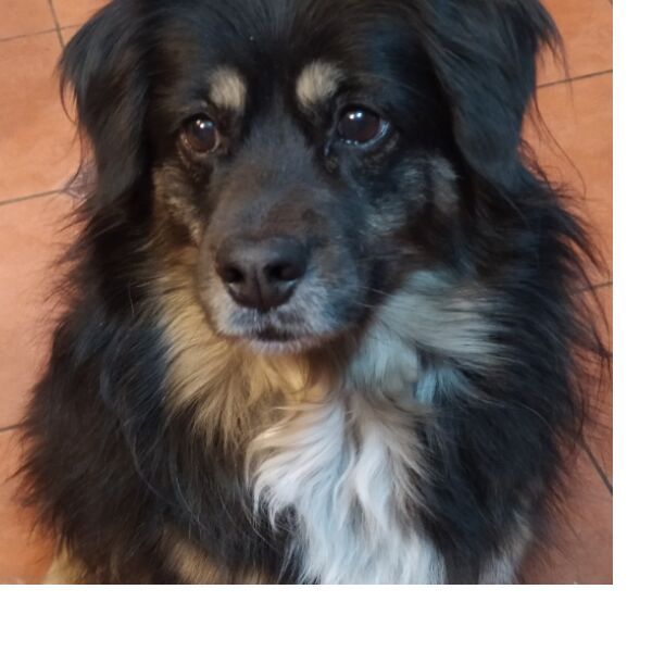 cartel de perro perdido