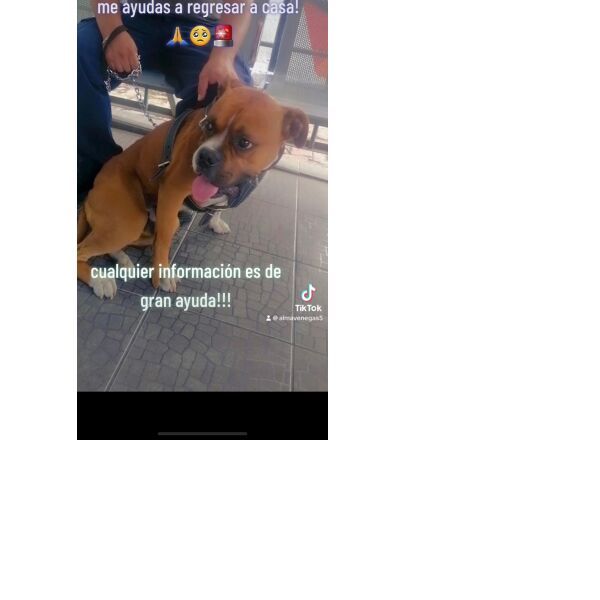 cartel de perro perdido