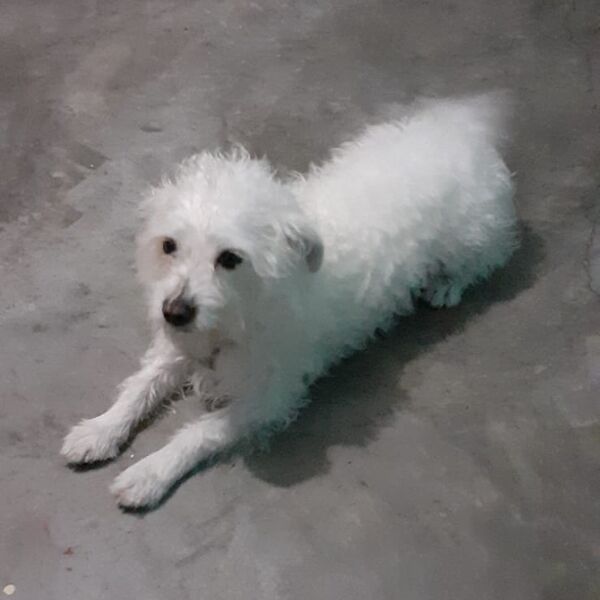 cartel de perro perdido