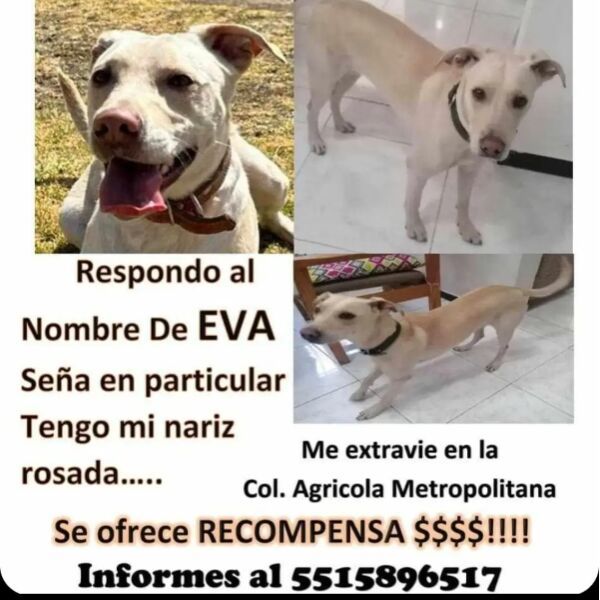 cartel de perro perdido