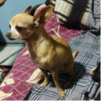 cartel de perro perdido