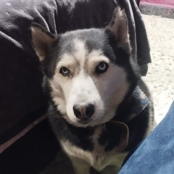 cartel de perro perdido