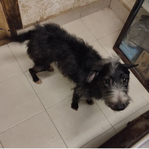 cartel de perro perdido