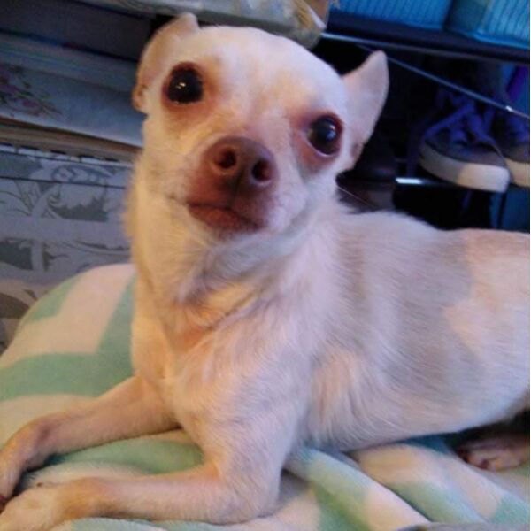 cartel de perro perdido