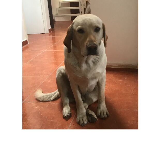 cartel de perro perdido