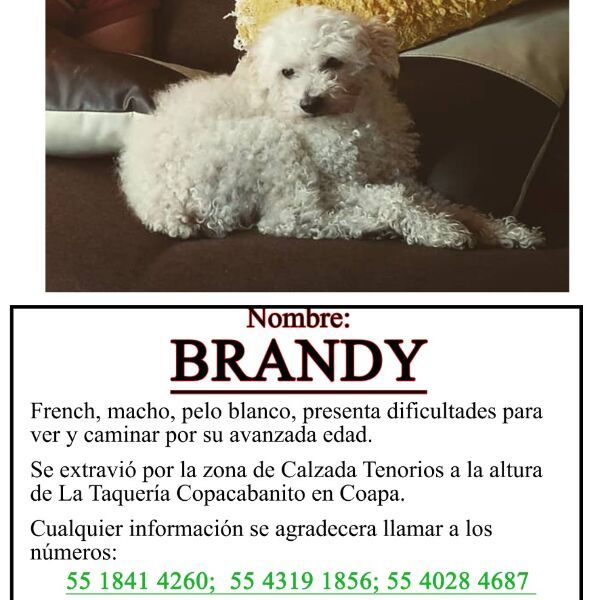 cartel de perro perdido