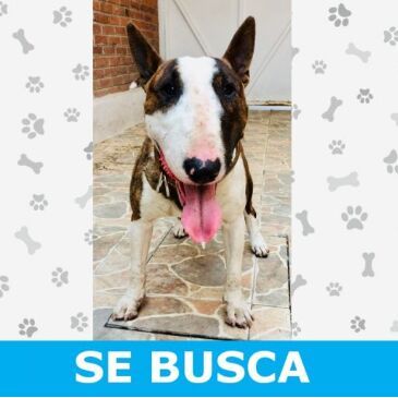 cartel de perro perdido