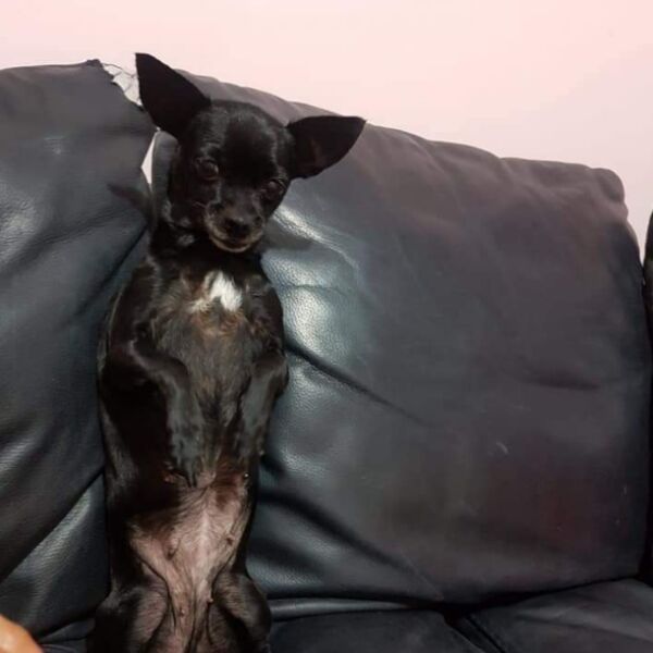 cartel de perro perdido