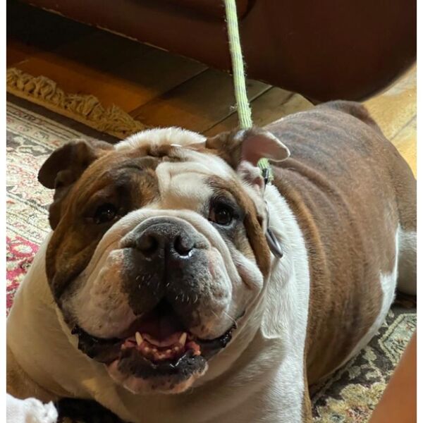 cartel de perro perdido