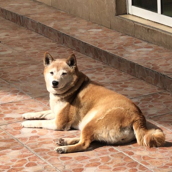 cartel de perro perdido