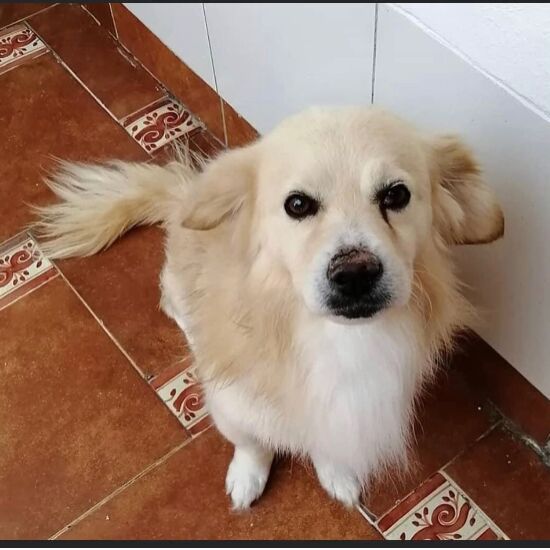 cartel de perro perdido