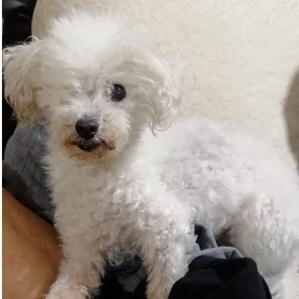 cartel de perro perdido