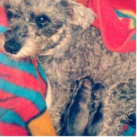 cartel de perro perdido