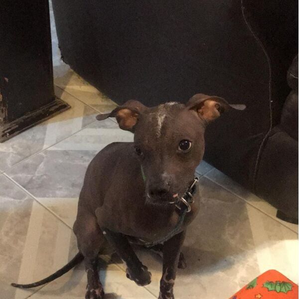 cartel de perro perdido