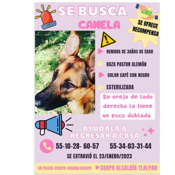 cartel de perro perdido