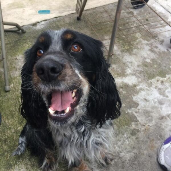 cartel de perro perdido