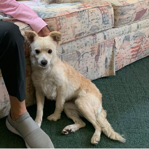 cartel de perro perdido