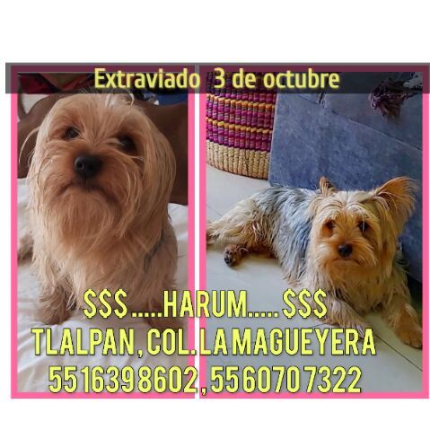 cartel de perro perdido