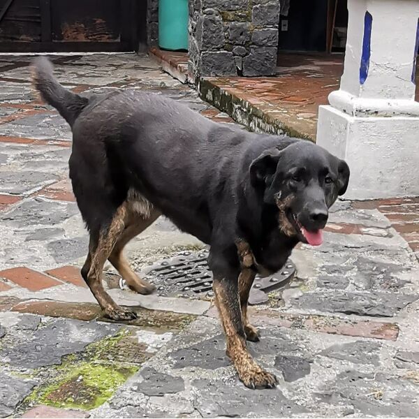 cartel de perro perdido