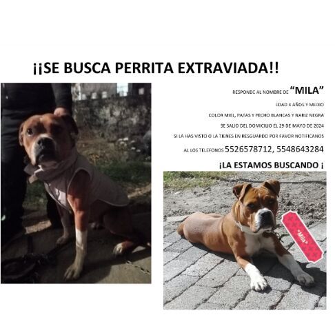 cartel de perro perdido