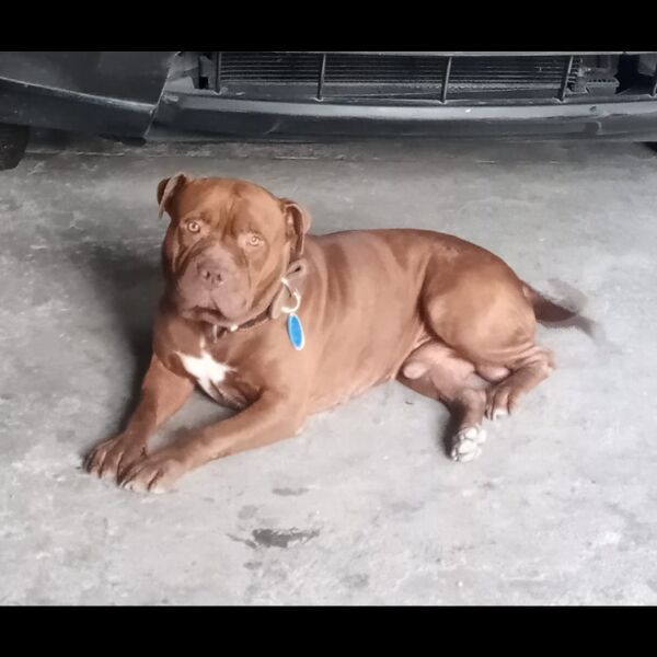 cartel de perro perdido