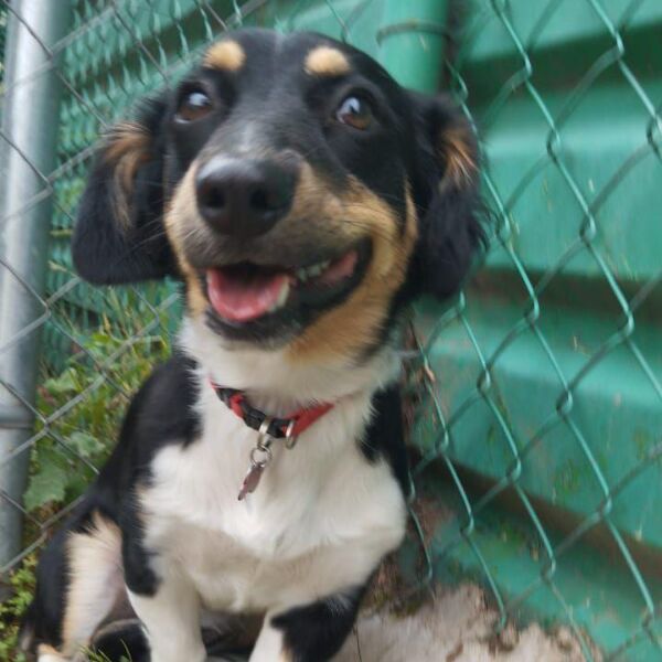 cartel de perro perdido